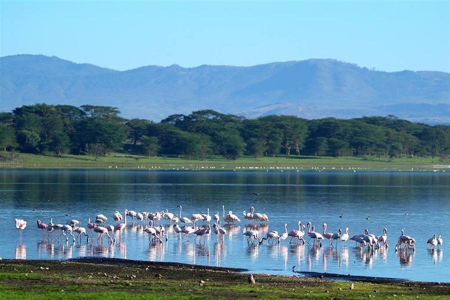 4N Kenya-Nairobi,Lake Nakuru National Park Heaven of Flamingo